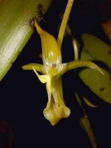 Bulbophyllum ecornutoides