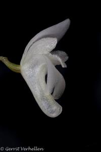 Pabstiella mirabilis