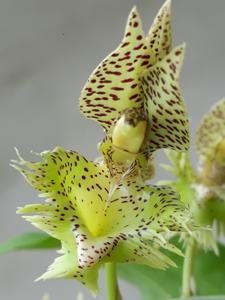 Catasetum fimbriatum