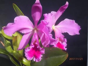 Cattleya labiata