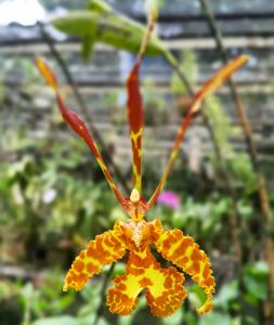 Psychopsis versteegiana