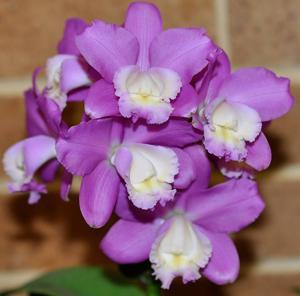 Cattleya harrisoniana