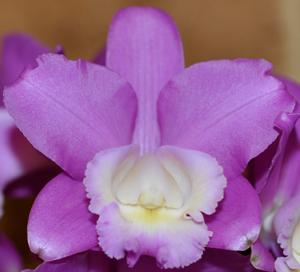 Cattleya harrisoniana