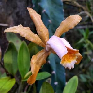 Cattleya forbesii