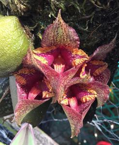 Bulbophyllum macrobulbon