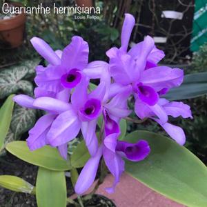 Guarianthe hennisiana