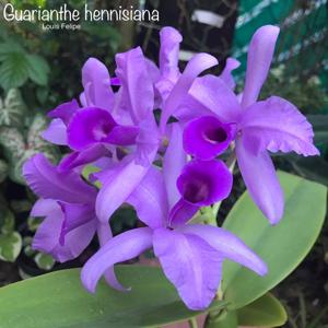 Guarianthe hennisiana