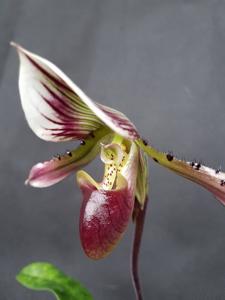 Paphiopedilum callosum