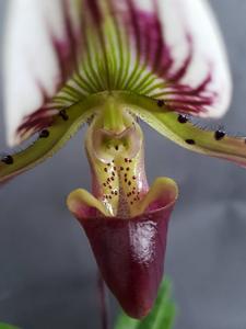 Paphiopedilum callosum