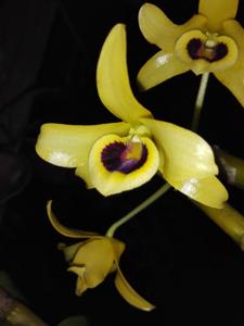 Dendrobium friedericksianum