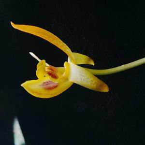 Bulbophyllum dearei