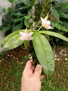 Phalaenopsis violacea