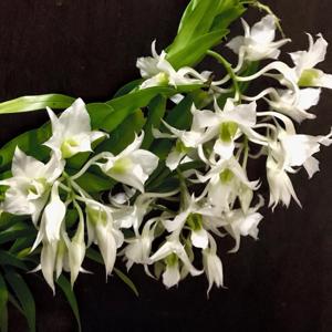 Dendrobium dearei