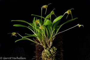 Masdevallia bucculenta