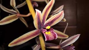 Cymbidium aloifolium