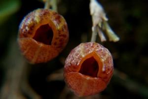 Scaphosepalum ovulare