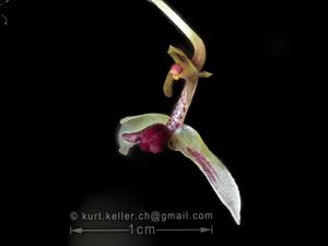 Bulbophyllum drymoda