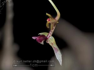 Bulbophyllum drymoda