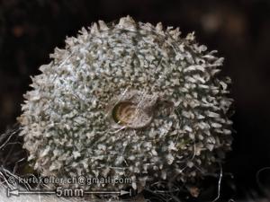Bulbophyllum drymoda