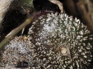 Bulbophyllum drymoda