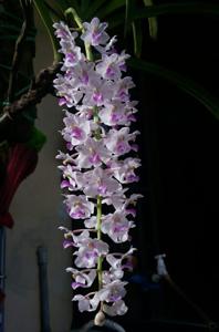 Rhynchostylis retusa