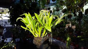 Liparis viridiflora