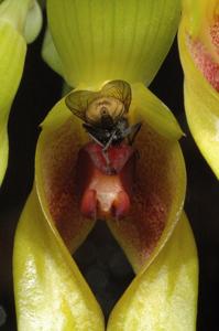 Bulbophyllum graveolens