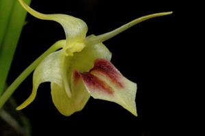 Dendrobium obyrnei