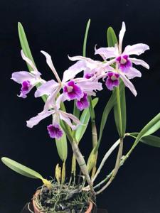 Cattleya purpurata