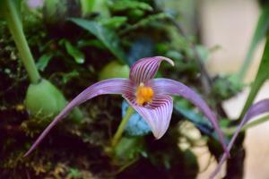 Bulbophyllum membranifolium subsp. inunctum