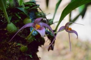 Bulbophyllum membranifolium subsp. inunctum