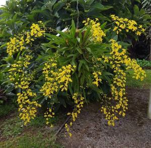 Oncidium cheirophorum