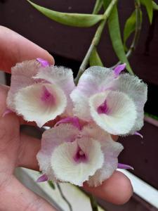 Dendrobium aphyllum