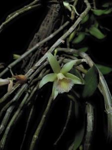 Dendrobium macrostachyum