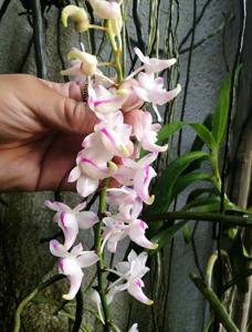 Aerides odorata