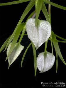 Brassavola subulifolia