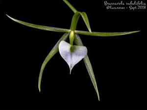 Brassavola subulifolia