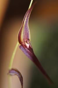 Lepanthes pleurothallopsis