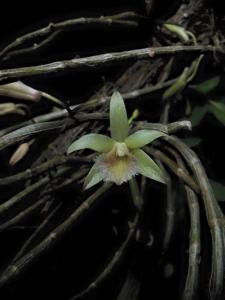 Dendrobium macrostachyum