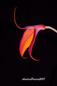 Masdevallia veitchiana