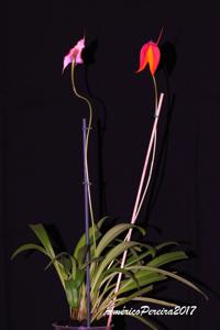 Masdevallia veitchiana