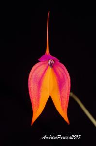 Masdevallia veitchiana