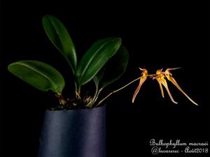 Bulbophyllum macraei