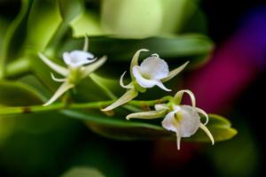 Oeoniella polystachys
