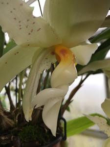 Stanhopea ruckeri