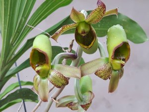 Catasetum schmidtianum