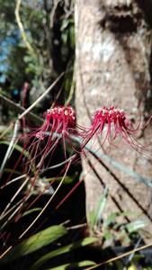 Bulbophyllum gracillimum