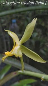 Catasetum triodon