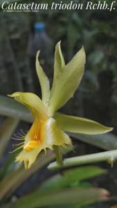 Catasetum triodon