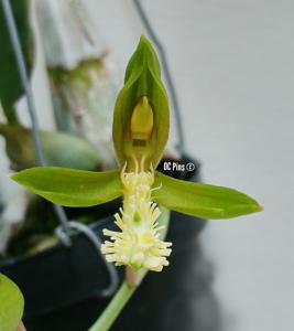 Catasetum cristatum